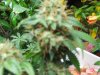 DSCN4461.jpg