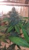IMAG0334.jpg