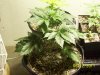 100_1441.jpg