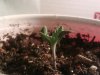 IMG_20111208_194336.jpg