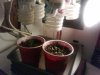 IMG_20111208_194402.jpg