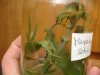 DSC08210.jpg
