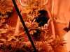 buds.1 002.jpg