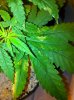 IMG_0177.jpg