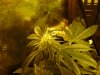 new grow 3 040.jpg