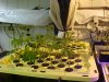 Clones in place 7_25.JPG