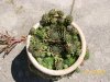 hens and chicks.jpg