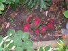 caladiums.jpg