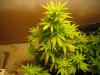new plants 055.jpg