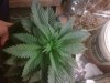 IMG00301-20111211-1034.jpg