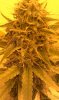 Grape God  (8).jpg