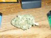Pineapple Express (2).JPG