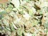 Pineapple Express (4).JPG
