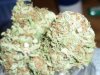 Orange Kush (2).JPG