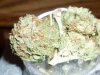 Orange Kush (6).JPG