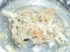 Orange Kush (7).JPG