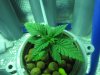 black diesel 2.jpg black diesel 2.jpg