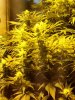 12-12-11 030.jpg
