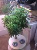 IMG_20111211_173335.jpg
