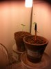 northen lights  day 8 snow white day 8.jpg