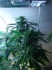 DSC00993.jpg
