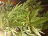 weed 020.jpg weed 020.jpg