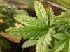 weed 023.jpg weed 023.jpg
