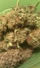 Grape God Bud.jpg