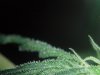 closeups 023.jpg closeups 023.jpg