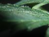 closeups 024.jpg closeups 024.jpg