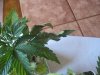 DSC00166.jpg