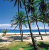 coconut-10.jpg