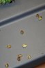 White Widow Harvest 12-3-11 027.jpg