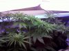 IMG_20111215_001615.jpg