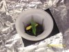 tomato sprout 1.jpg