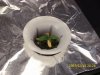 day 12 of first plant.jpg