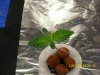 day 9 of second plant.jpg