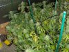 12-08-2011 day 54 004.jpg