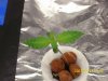 today at 9  in the morning (second plant).jpg