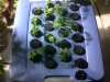 IMG00496-20111218-0504.jpg