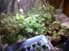 IMG00498-20111218-0505.jpg