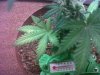 IMG00396-20111219-0934.jpg