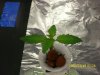 day 11 of second plant 2.jpg