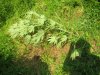 LST'd plant.jpg