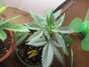 plant1.jpg