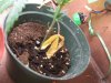 plant2.jpg