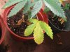 plant3.jpg