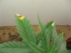 plant4.jpg
