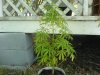 DSC00602.JPG