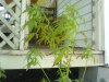 DSC00600.JPG